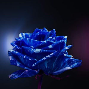 Meet your Posher, Priscilla